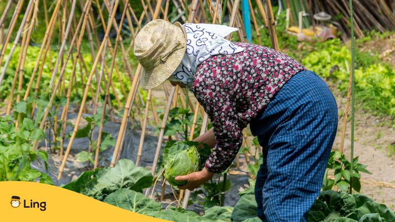 Japanische Bäuerin Erntet Kohl