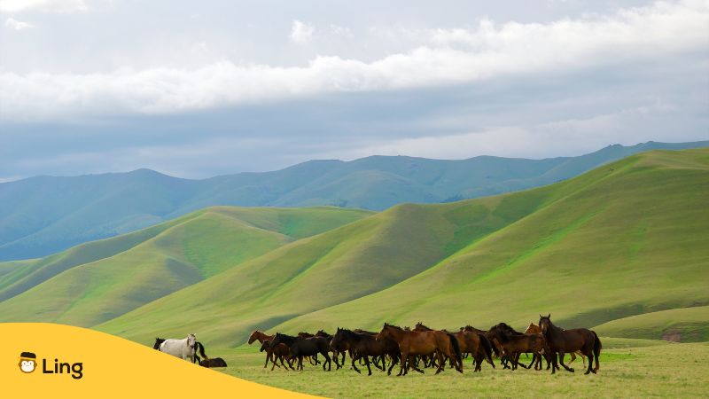 Kazakh Horses In Open Grass Lands