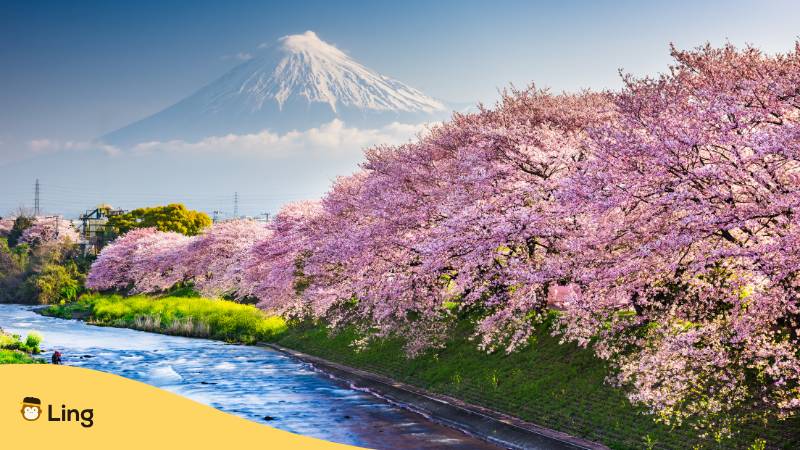 Kirschblüten Im Frühling Mit Dem Fuji Berg Im Hintergrund