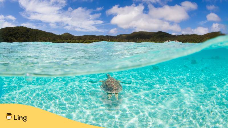Schildkröte Schwimmt Vor Der Insel Okinawa