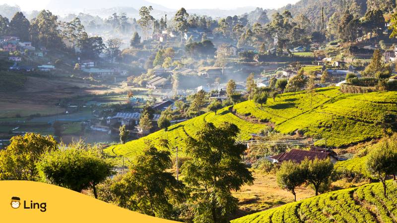 Landschaft In Sri Lanka