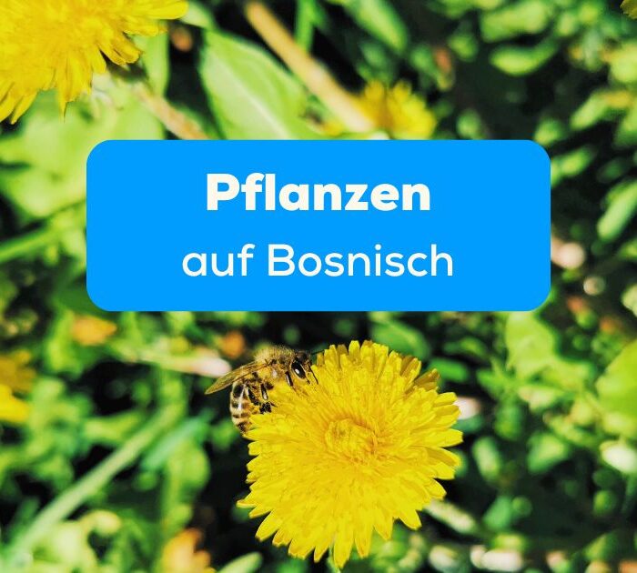 Biene sitzt auf gelber Blume. Entdecke besondere Pflanzen auf Bosnisch