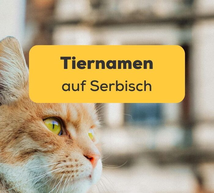 Orange Katze in Belgrad, Serbien. Erweitere deinen Wortschatz um Tiernamen auf Serbisch.