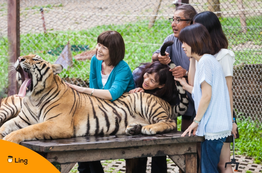 Tiger Kingdom Is A Famous Place Where You Can Find Popular Animals In Thailand